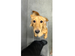 生徒が撮影したモデル犬たち♪